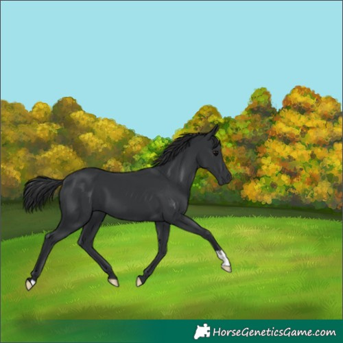 Horse Color:Black 