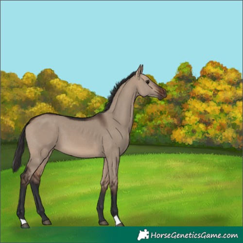Horse Color:Brown Dun 