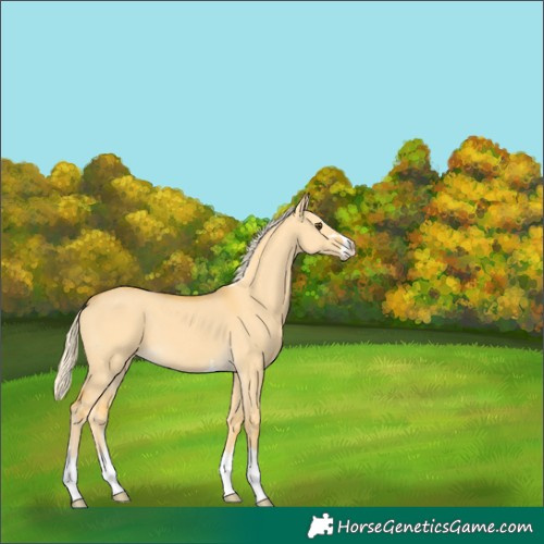 Horse Color:Palomino Dun 