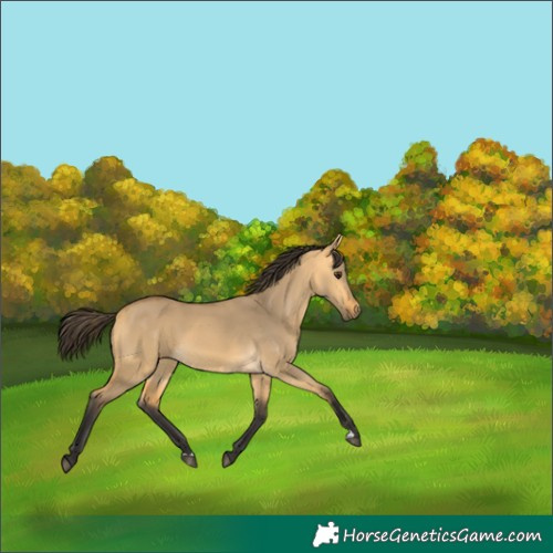 Horse Color:Buckskin Dun