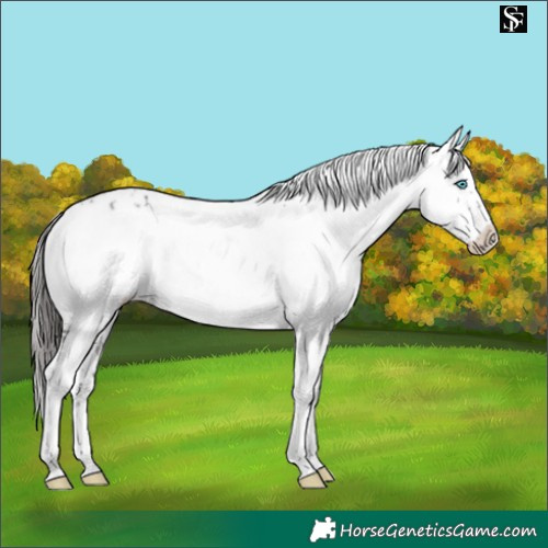 Horse Color:Liver Chestnut Frame 