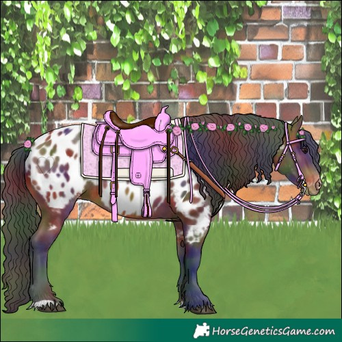Horse Color:Nacre Bay Appaloosa Rabicano 