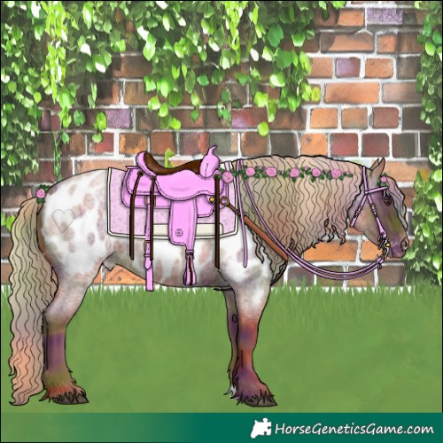 Horse Color:Nacre Red Roan Appaloosa 