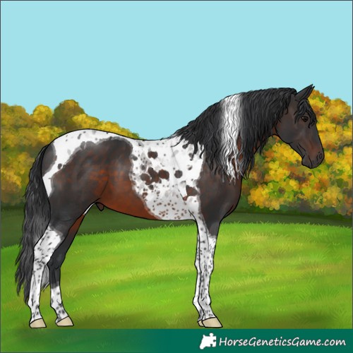 Horse Color:Brown Tobiano 