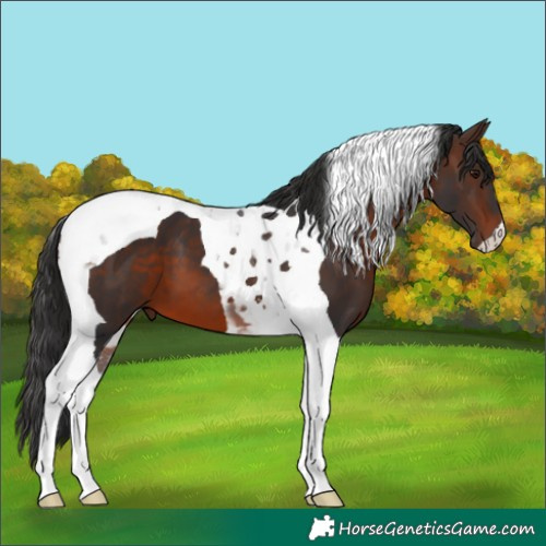 Horse Color:Brown Tobiano 
