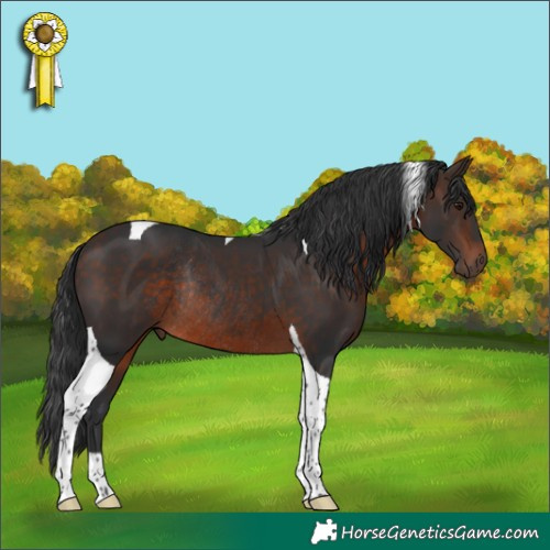 Horse Color:Bay Tobiano Rabicano 