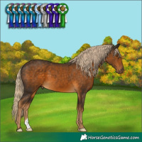 Horse Color:Chocolate Palomino 