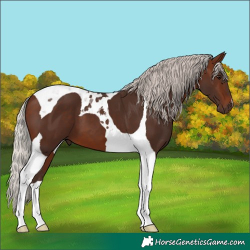 Horse Color:Silver Brown Tobiano 