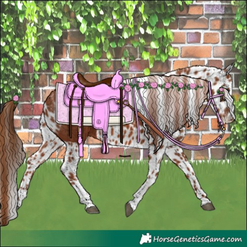 Horse Color:Chestnut Tobiano Skewed Appaloosa 