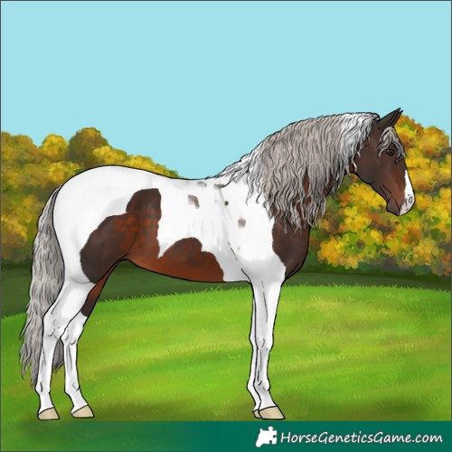 Horse Color:Silver Brown Tobiano 
