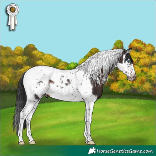 Horse Color:Brown Splash Tobiano Frame 