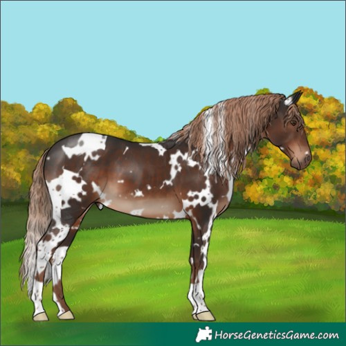 Horse Color:White Spotted Liver Chestnut 