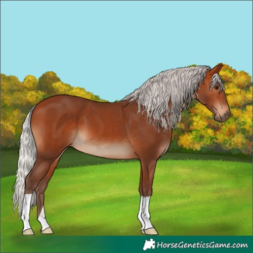 Horse Color:Silver Bay 