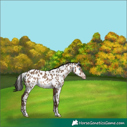 Horse Color:Gray Amber Champagne Appaloosa Rabicano 