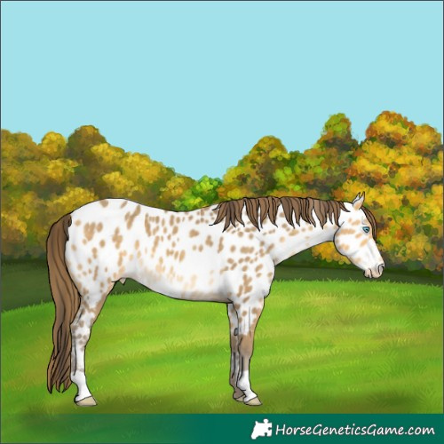Horse Color:Amber Cream Champagne Near Leopard 