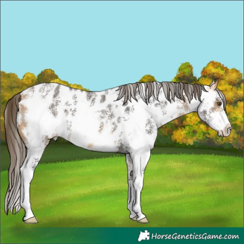 Horse Color:Buckskin Sabino Appaloosa 