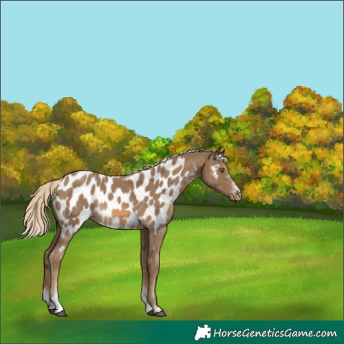 Horse Color:Chocolate Palomino Sabino Appaloosa Rabicano 