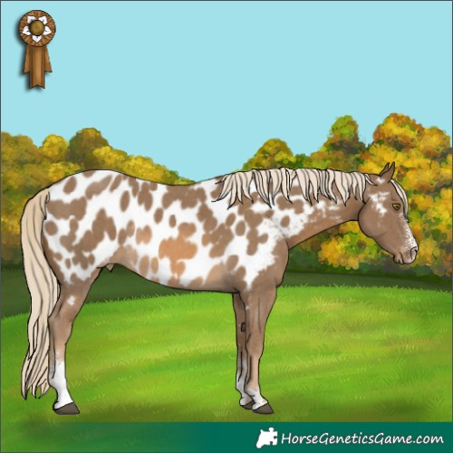 Horse Color:Chocolate Palomino Sabino Near Leopard Rabicano 