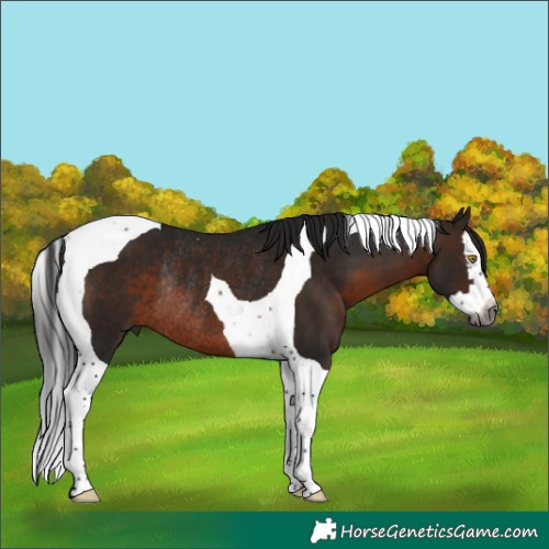 Horse Color:Gray Bay Splash Tobiano Rabicano