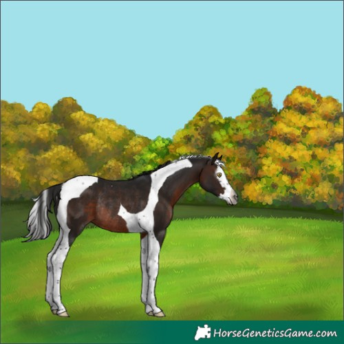 Horse Color:Gray Bay Splash Tobiano Rabicano 