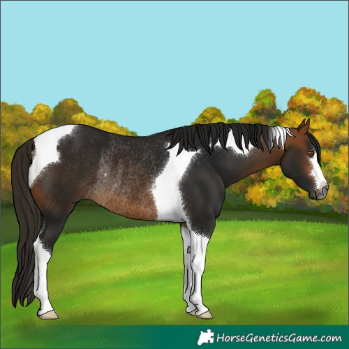 Horse Color:Gray Buckskin Tobiano Rabicano