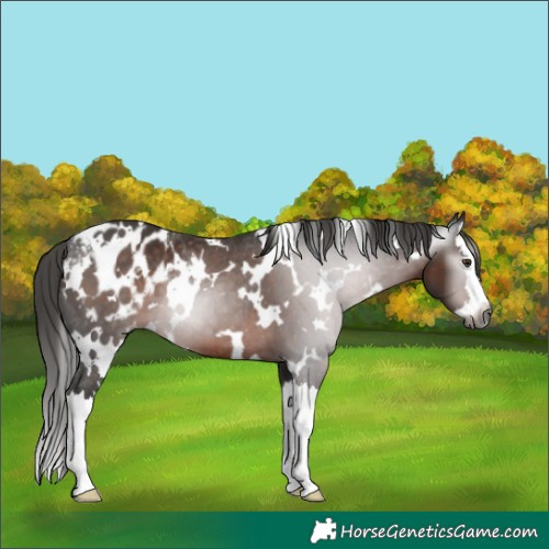 Horse Color:Gray White Spotted Liver Chestnut Splash Blanket 