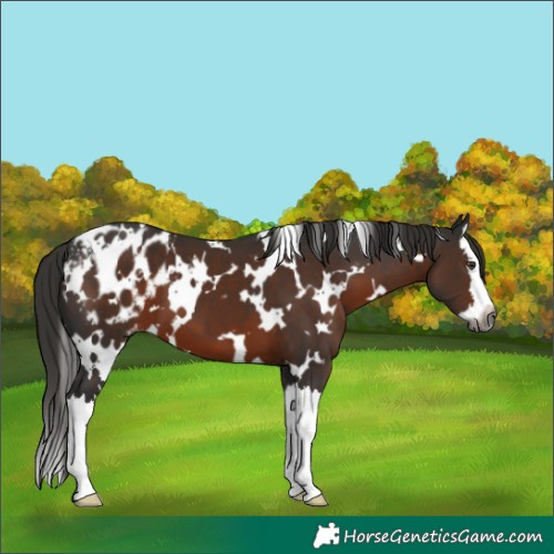 Horse Color:Gray White Spotted Liver Chestnut Splash Appaloosa 