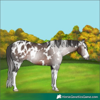 Horse Color:Gray White Spotted Liver Chestnut Splash Blanket 