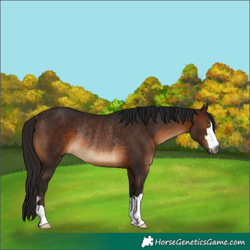 Horse Color:Gray Bay Rabicano 