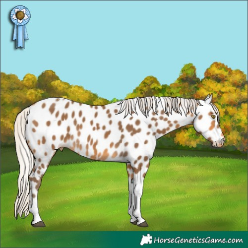 Horse Color:Silver Buckskin Tobiano Near Leopard 