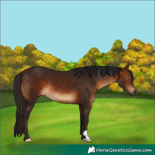 Horse Color:Gray Bay 