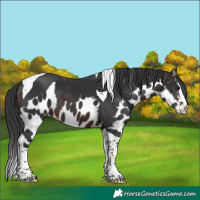 Horse Color:Brown Splash Tobiano Skewed Appaloosa 