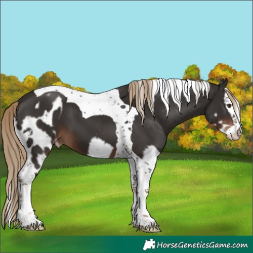 Horse Color:Liver Chestnut Splash Tobiano Skewed Appaloosa 