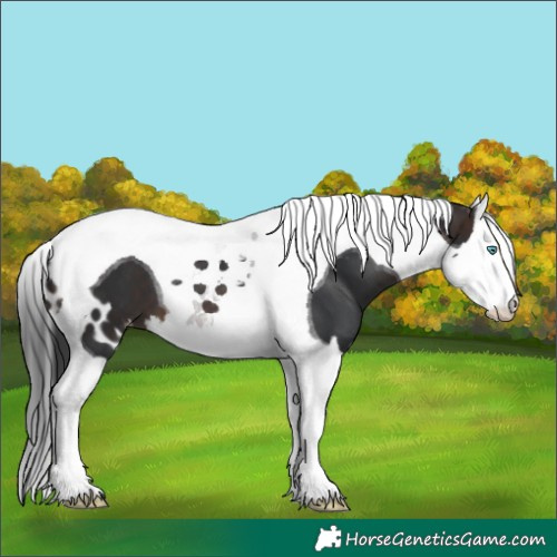 Horse Color:Brown Splash Tobiano Skewed LP Spotted 