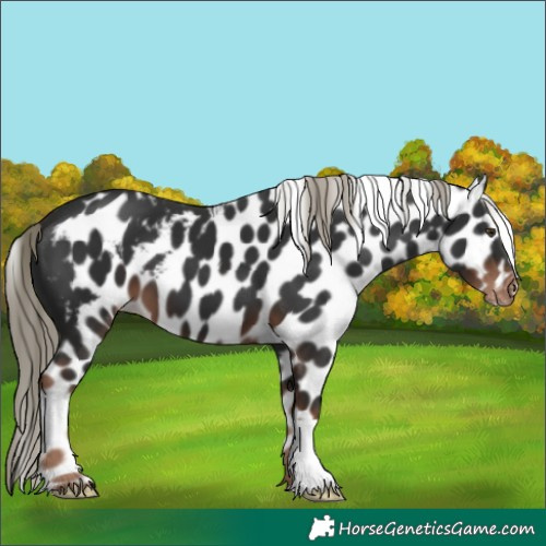 Horse Color:Liver Chestnut Skewed Appaloosa 