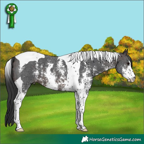 Horse Color:Brown Sabino Tobiano 
