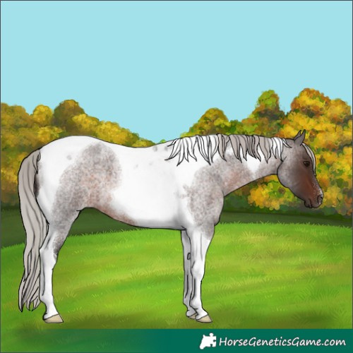 Horse Color:Silver Brown Roan Tobiano 