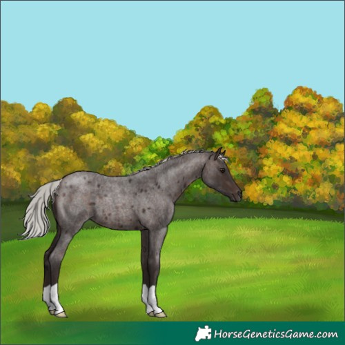Horse Color:Silver Brown Roan 