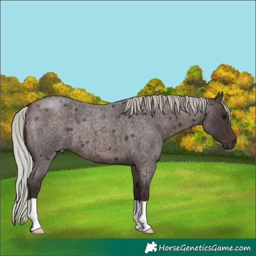 Horse Color:Silver Brown Roan 