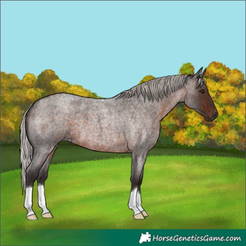 Horse Color:Silver Brown Roan 