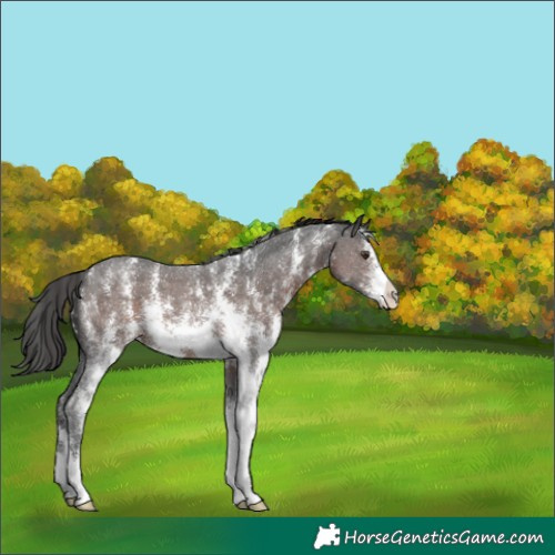 Horse Color:Liver Chestnut Sabino 