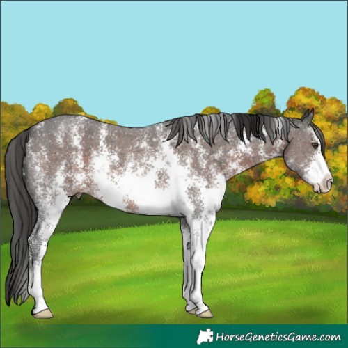 Horse Color:Liver Chestnut Sabino 