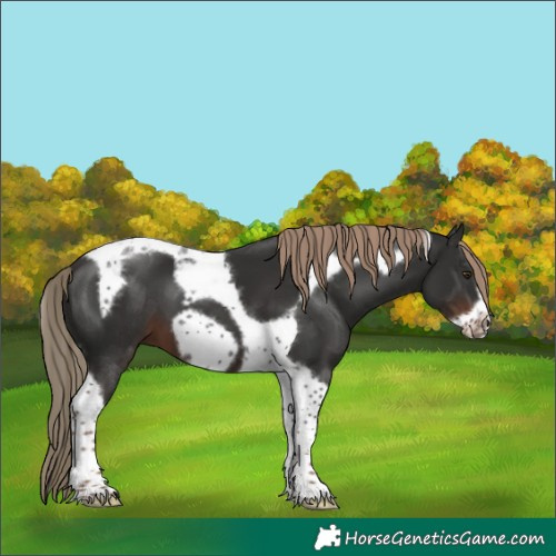 Horse Color:Liver Chestnut Tobiano Frame 