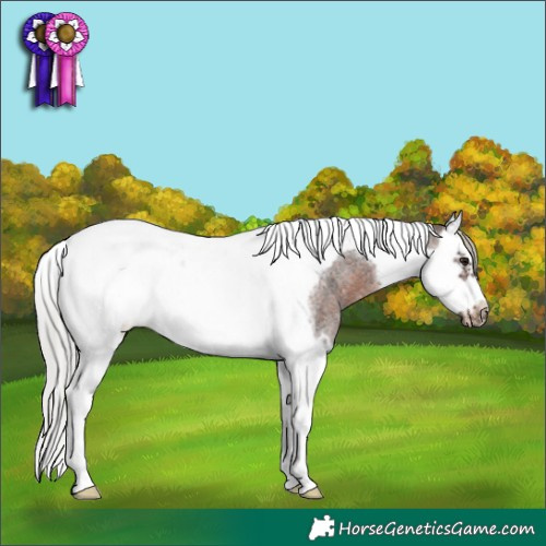 Horse Color:Silver Brown Roan Splash Tobiano Frame 