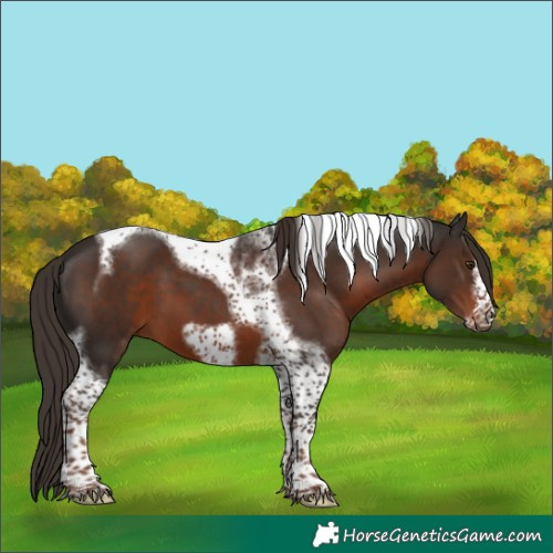 Horse Color:Liver Chestnut Tobiano Frame 