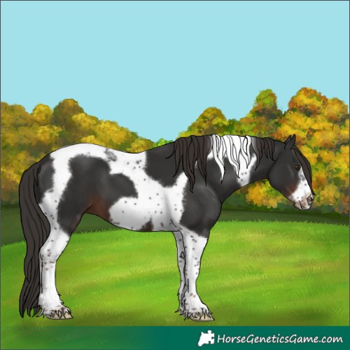 Horse Color:Liver Chestnut Tobiano Frame 