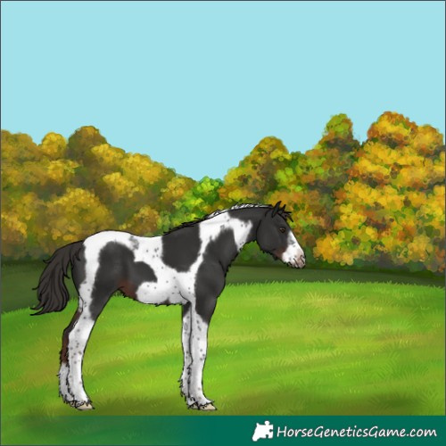 Horse Color:Liver Chestnut Tobiano Frame 