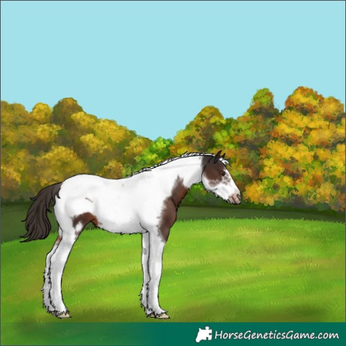 Horse Color:Liver Chestnut Tobiano Frame 