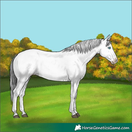 Horse Color:Black Frame 