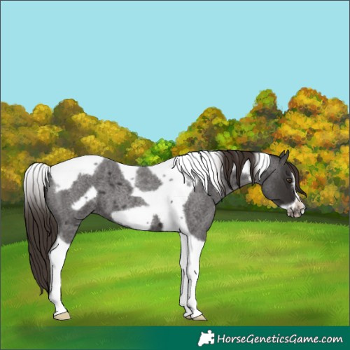 Horse Color:Liver Red Roan Tobiano Frame 
